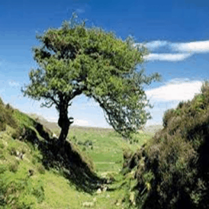 Tree of Life
