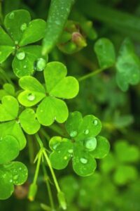 Celebrate St. Patrick's Day with a true piece of Ireland from Connemara Marble Jewelry and Gifts. Free Shipping on a spend over 50