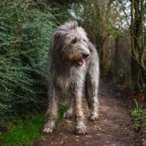The story of Fury the Irish Wolfhound and hero at Portumna Castle with Connemara Marble Jewelry