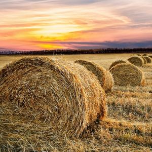 Lughnasadh is a Celtic festival that dates to Ireland’s earliest traditions and literature. Celebrated on August 1st. Read the history here.