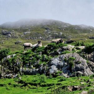 Is Connemara Marble Jewelry Sustainable? In sharing the beauty of Ireland’s national gemstone with the world we must protect the earth.